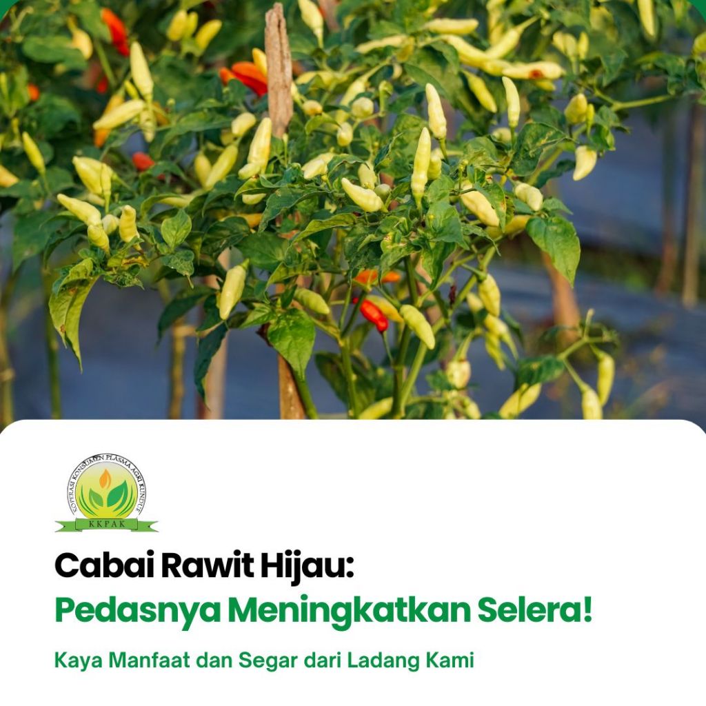 

Cabai Rawit Hijau - Koperasi Plasma Agri Kundur