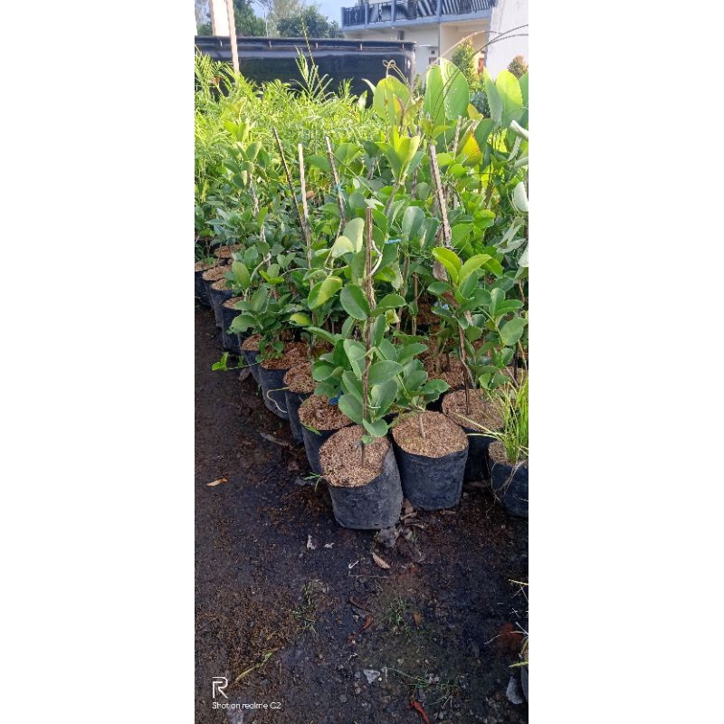 tanaman hias rambat bunga hoya rimbun