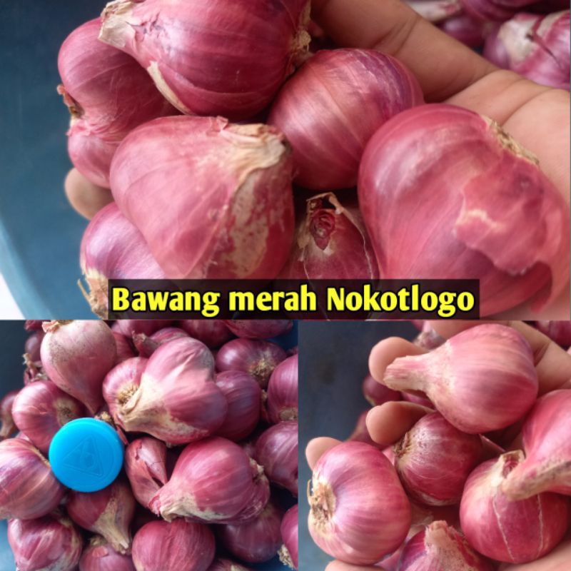 

Bawang merah SUPER 1kg AAA super king