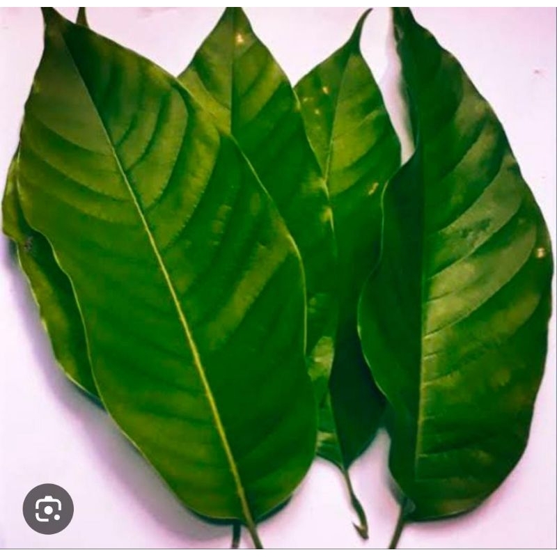 

Daun Bunga Cempaka Segar 250 Gram Obat Herbal Tradisional Kantil Termurah