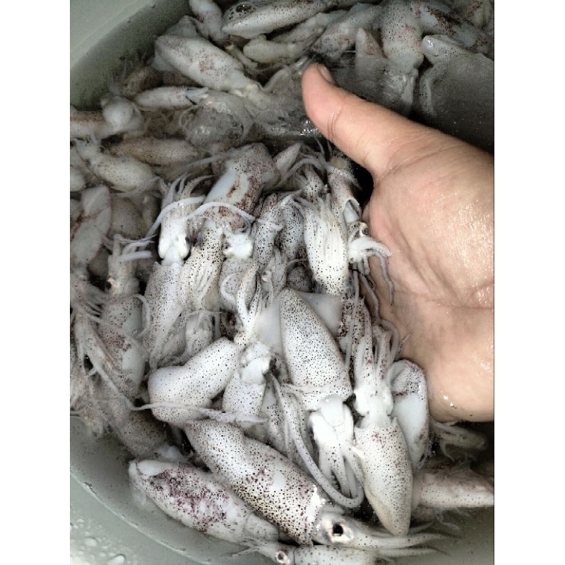 

Cumi - cumi segar Baby cumi, cumi sedang, cumi jumbo