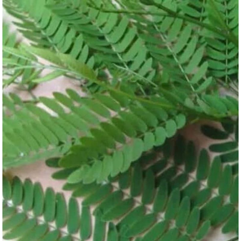 

DAUN PETAI CINA/LAMTORO