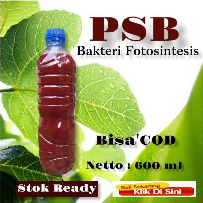 Bakteri Fotosintesis (PSB)