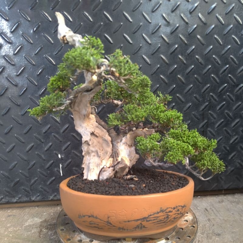 bonsai cemara shimpaku tanuki / cemara tanuki itoigawa shimpaku siap kontes