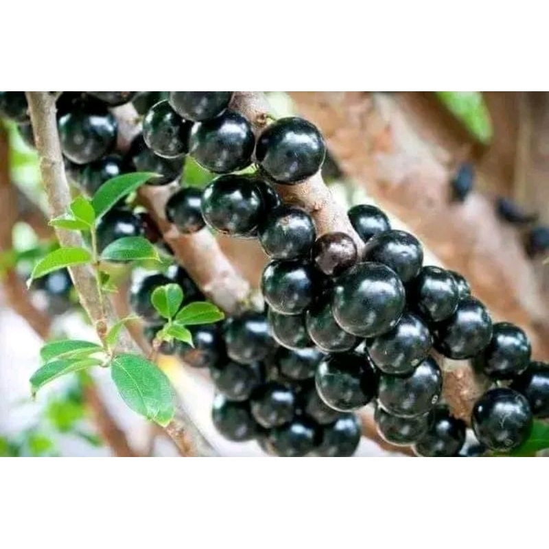 bibit anggur brazil PRECO valid siap berbuah