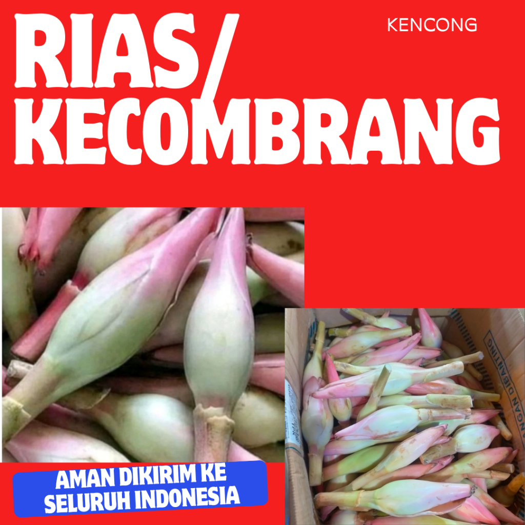 

Rias Kecombrang Bunga Kecombrang Honje 250gr Asli Medan Kincong Segar Fresh