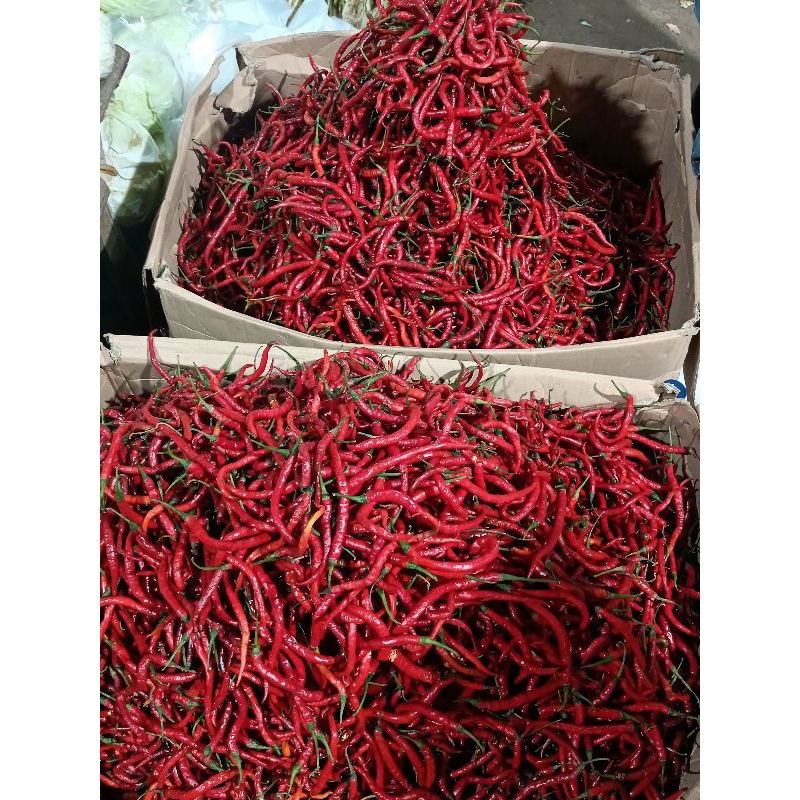 

Cabai cabe Keriting Merah 100 gram