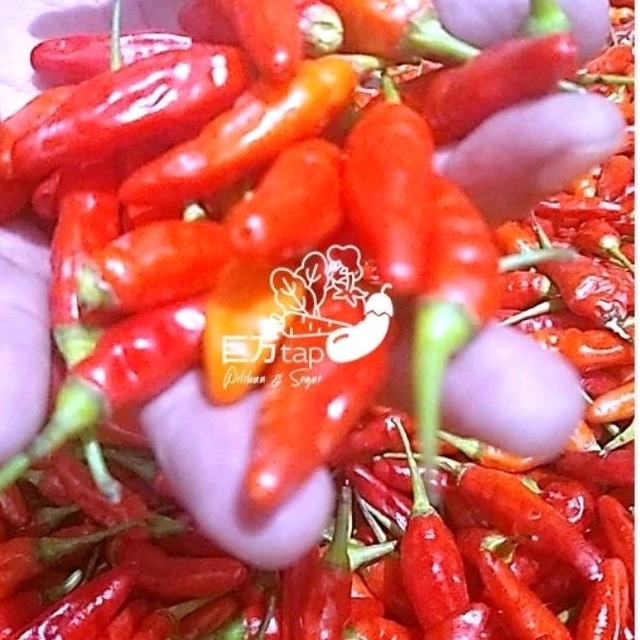 

CABE RAWIT MERAH SEGAR DAN HEMAT KYOMANTAP 100 GRAM - 500 GRAM