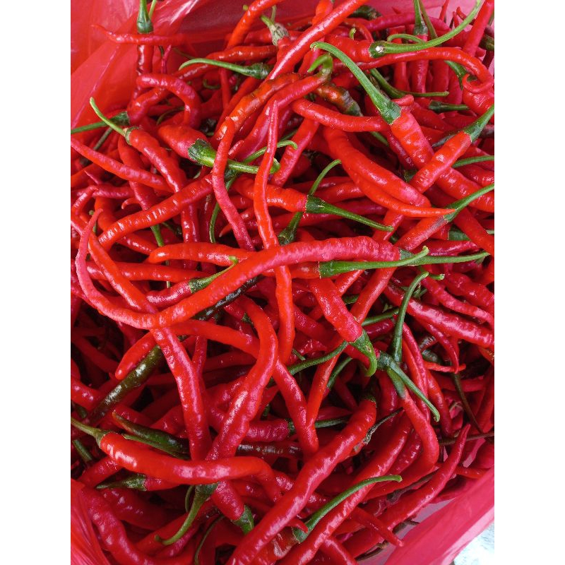 

cabai merah keriting fresh