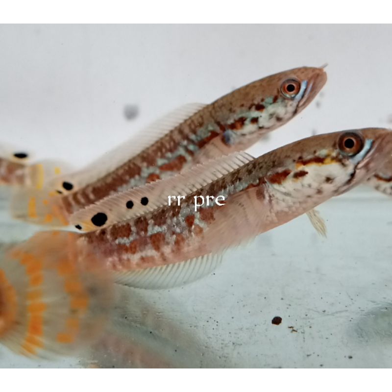 promo chana bleheri Pair murah