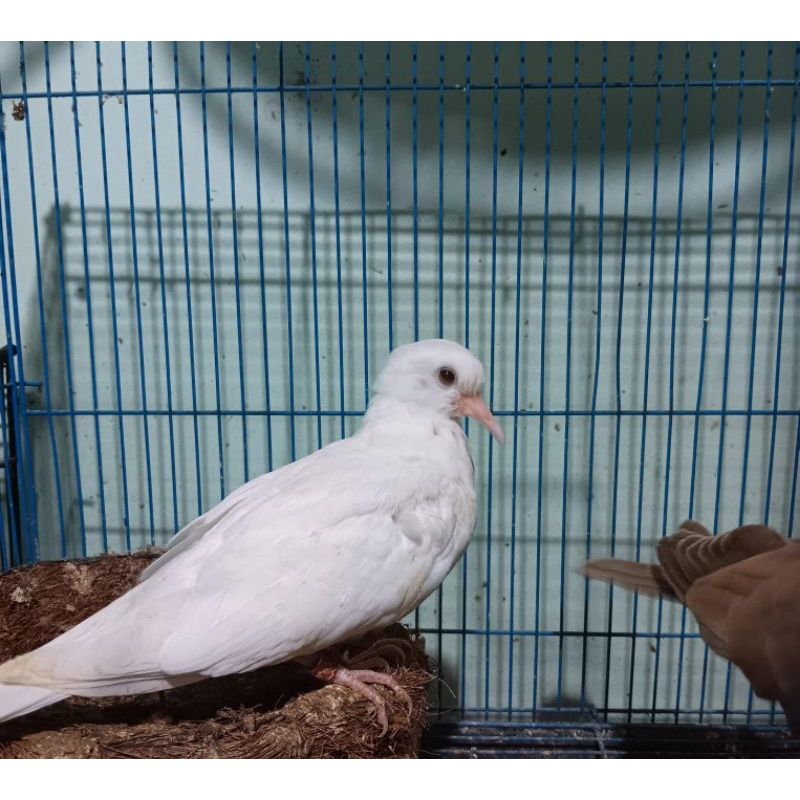 anakan puter pelung putih mandiri