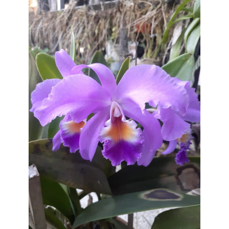 Cattleya mantini / anggrek /bunga /tanaman/garden/Orchid