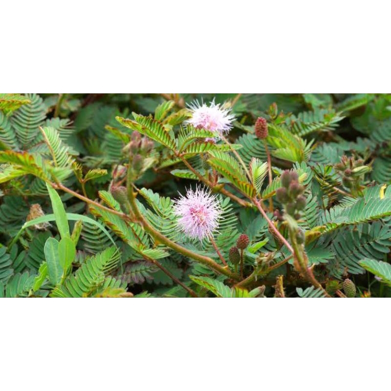 

Daun putri malu segar 500 gram