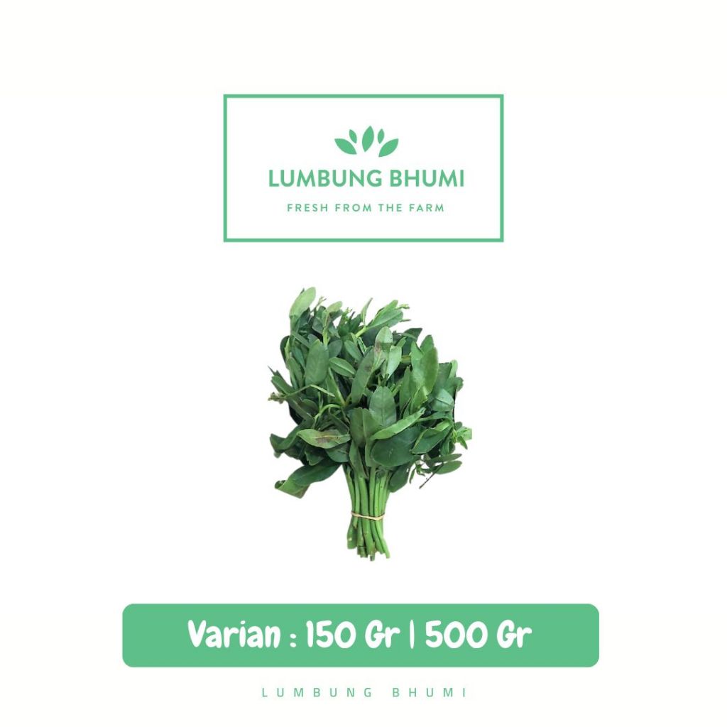 

Daun Ginseng Sayur - Lumbung Bhumi