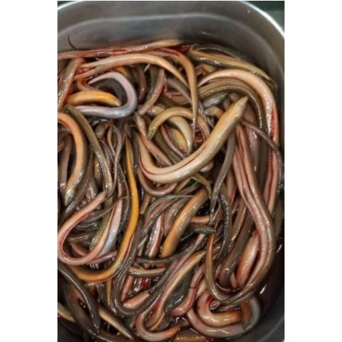 

INSTAN BELUT SEGAR 1 KG