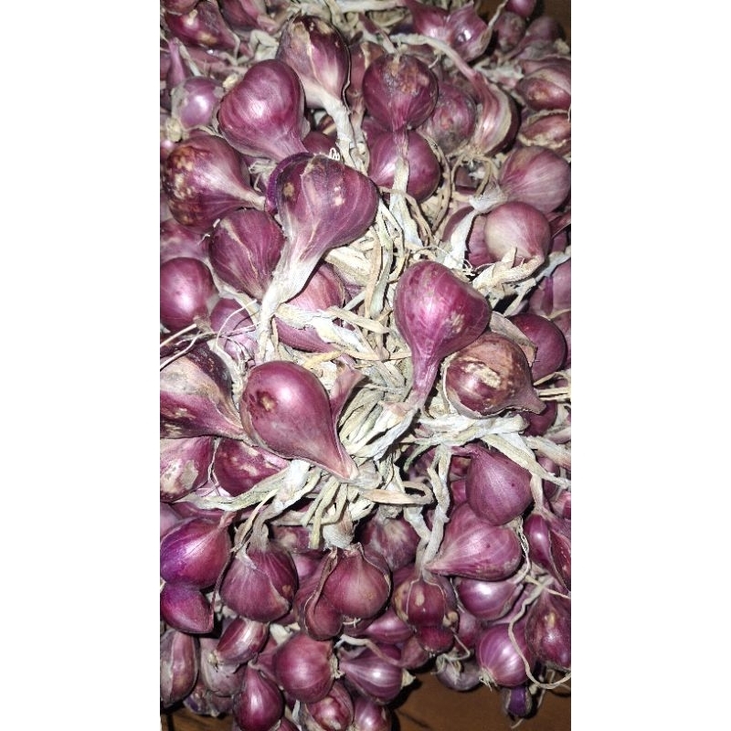 

Bawang Merah 1 Kg