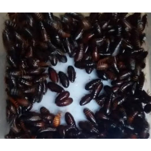 Kecoa batu/keterlak | ceremende umpan lele gacor kualitas babon2