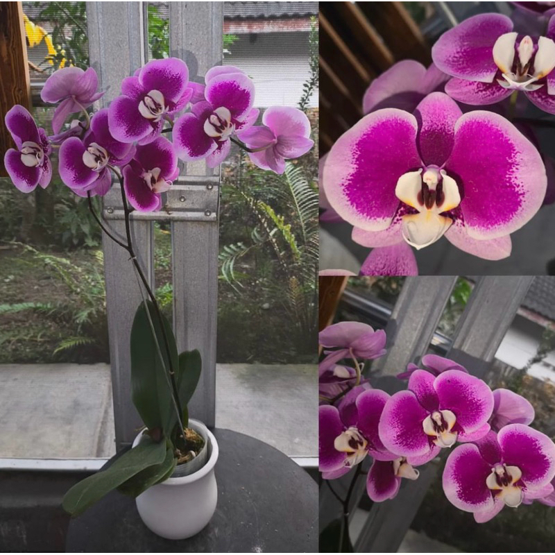 anggrek bulan bunga ungu strong