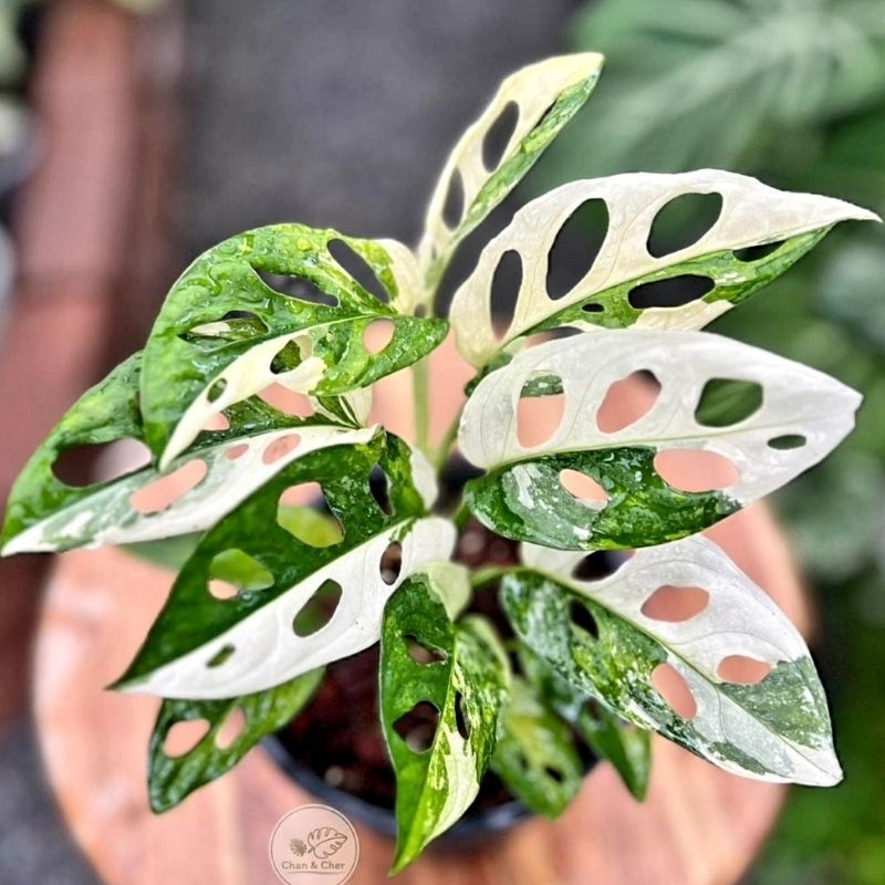 Tanaman hias Halfmoon adansoni monstera / monstera varigata / Florist Nursery