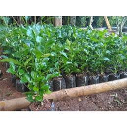 Teh Tehan Tanaman Pagar Atau Pagar Hidup