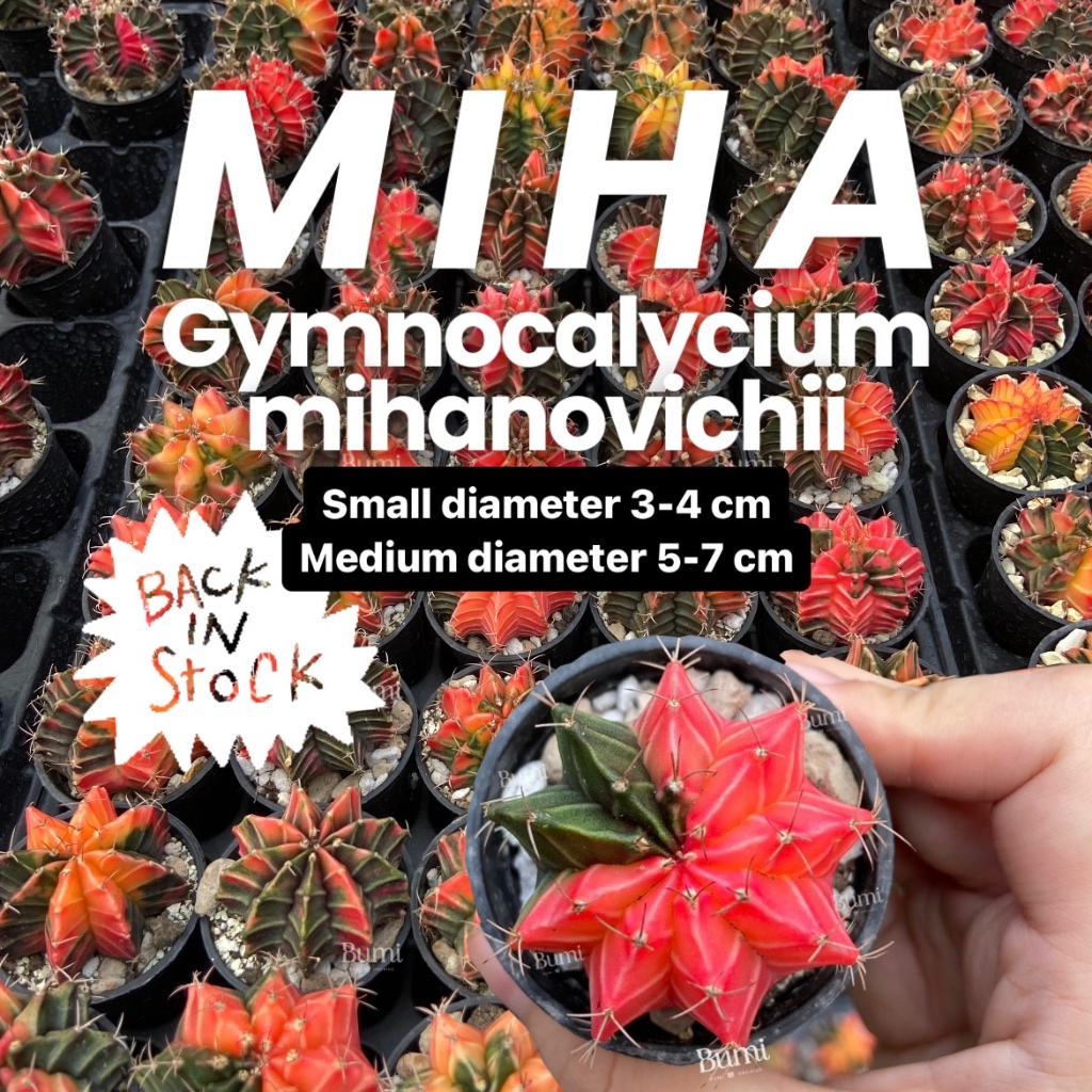 BUMI ORCHIDS Gymnocalycium mihanovichii MIHA Kaktus Variegata - Gurun Cactus Hias