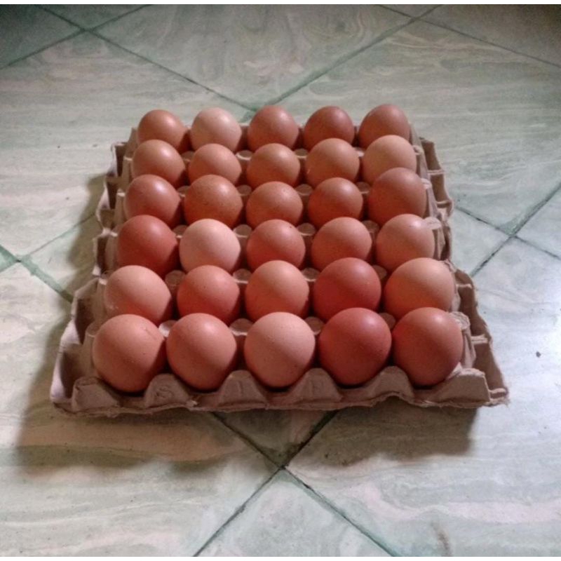 

Telur 1papan