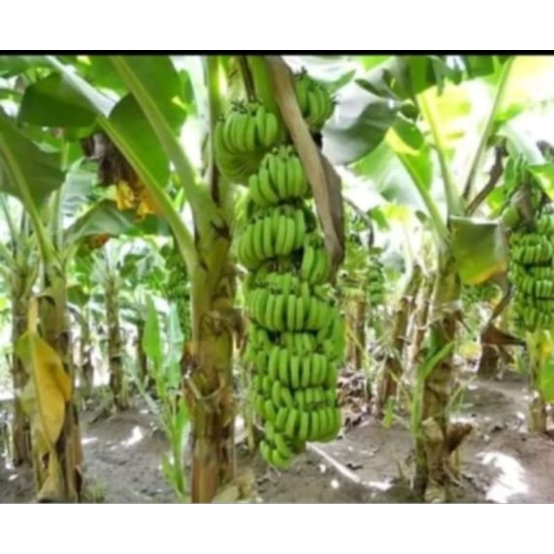 bibit pisang morosebo cepat berbuah