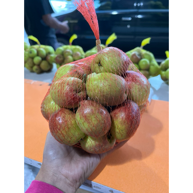 

Apel Ana Mini Batu