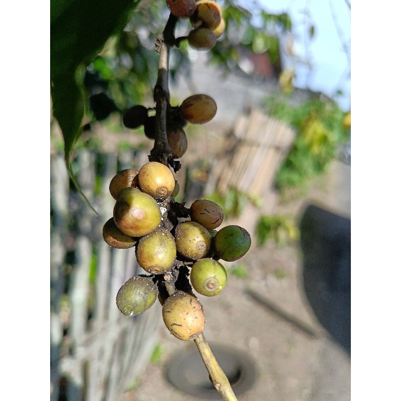 

Biji Kopi Mentah Berkualitas Fresh dari Pohon