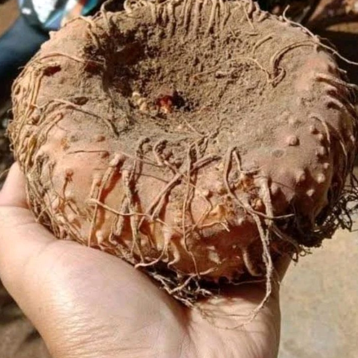 

Buah Umbi Porang 1kg Buah Porang Organik