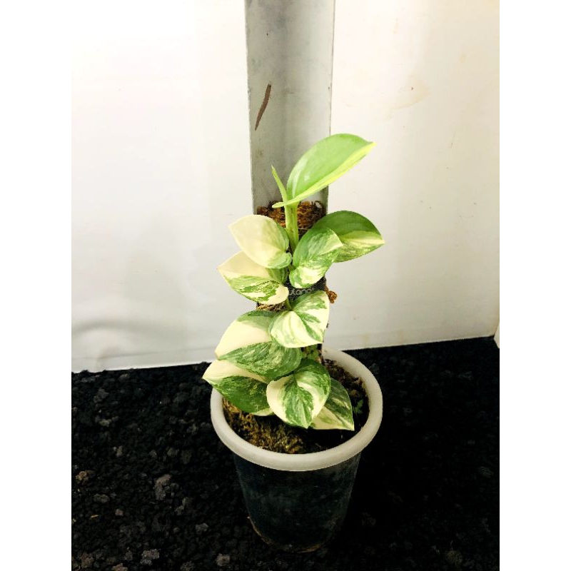 PROMO SCINDAPSUS RUBICON