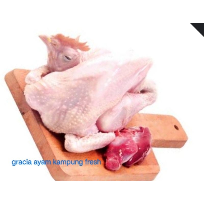 

ayam kampung fresh