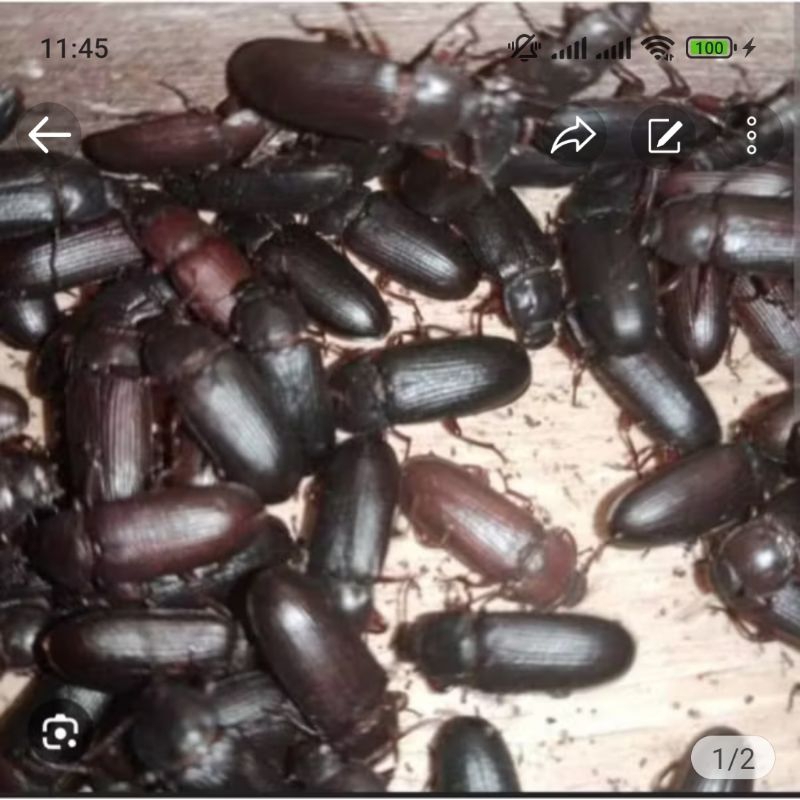 kepik ulat hongkong wk persetengah kg