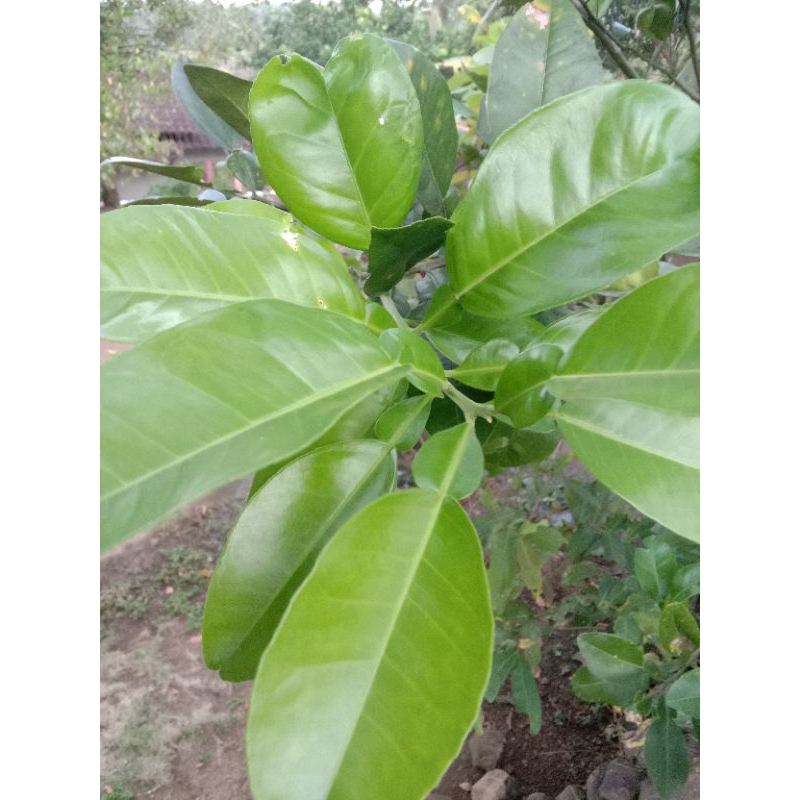 

daun jeruk besar 100 lembar