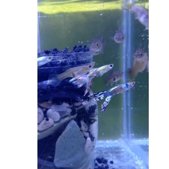 Ikan Guppy cendolan