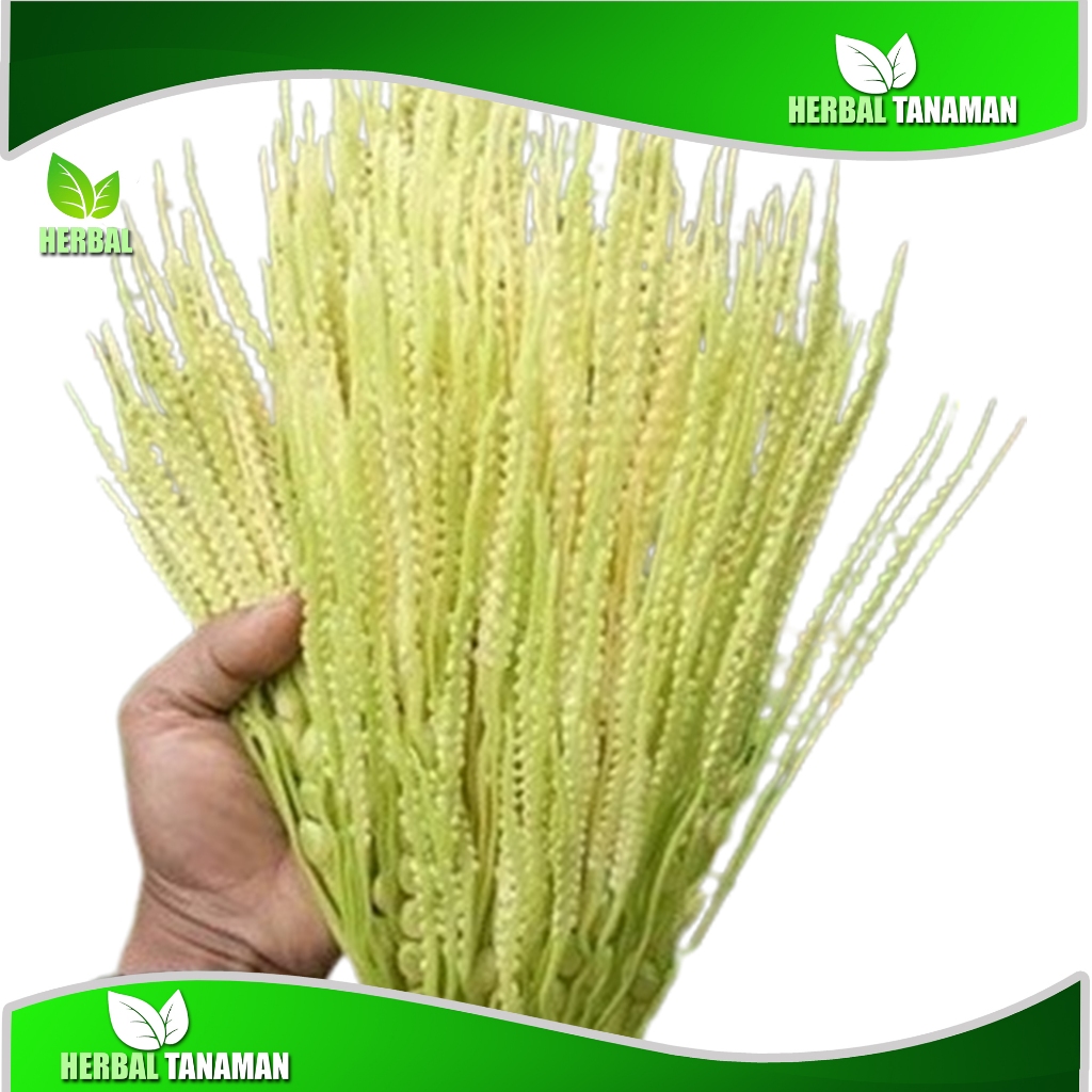 

ready bunga pinang segar 500 gram