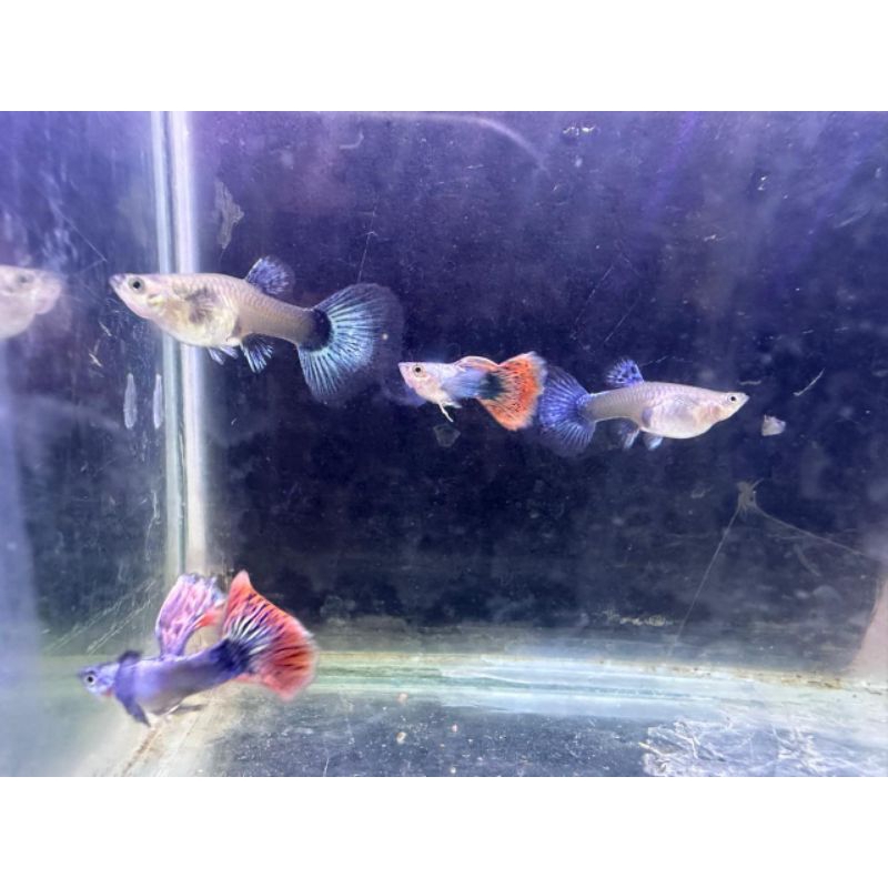 Ikan Hias Guppy 1 pasang