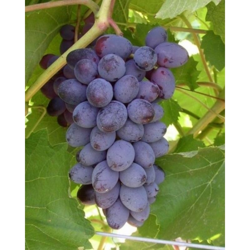 Bibit ANGGUR IMPORT JUPITER siap berbuah