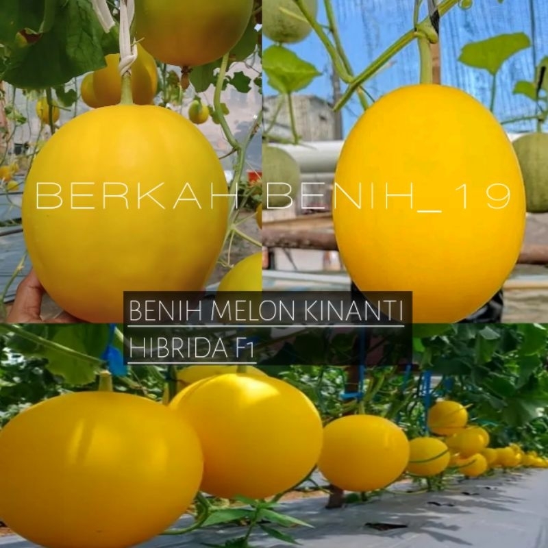 TERLARIS 150+ BENIH MELON GOLDEN KINANTI HIBRIDA F1 SUPERAN BIBIT UNGGUL
