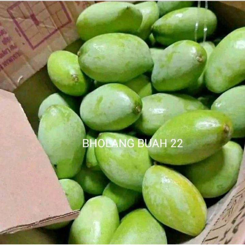 

mangga muda isi 1kg dijamin segar dan fresh