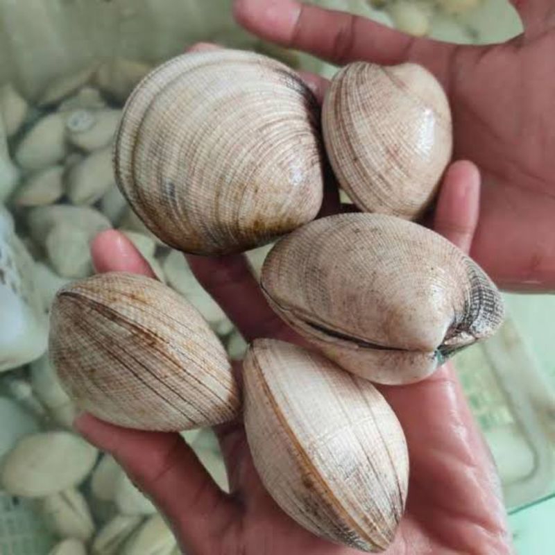 

Kerang Madu Fresh Segar - 3 Kilogram