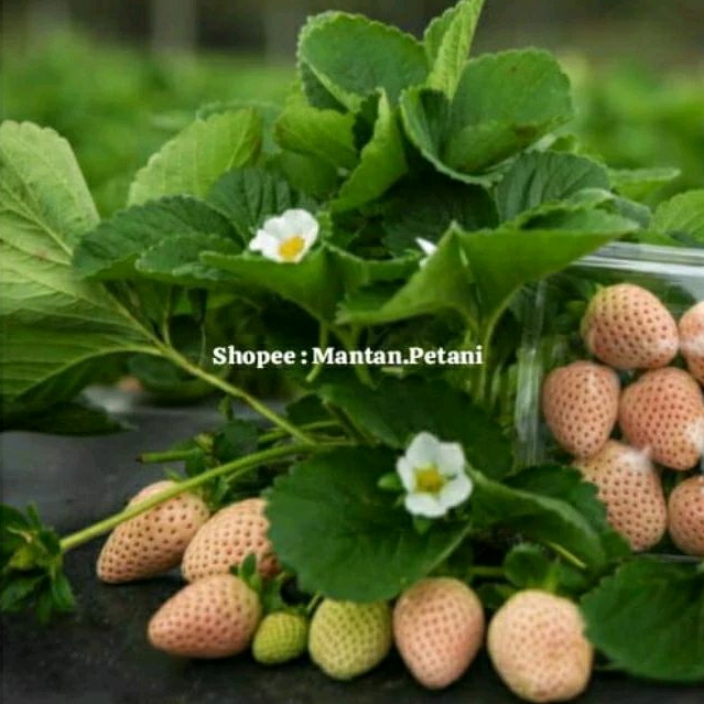 Bibit Strawberry Putih - Pine Berry