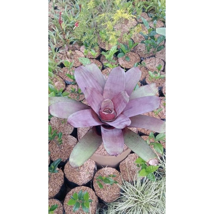 tanaman hias bromelia giant merah besar