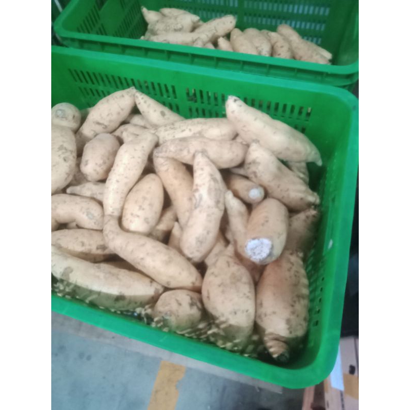 

ubi madu Cilembu 500gr