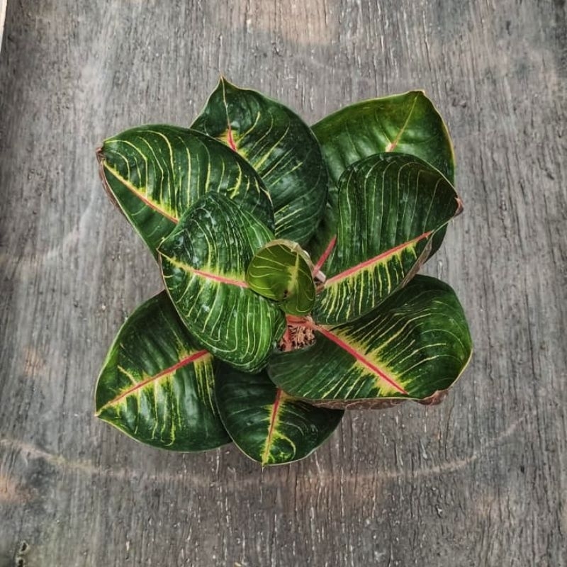 Aglonema Black Moonlight Gerhana