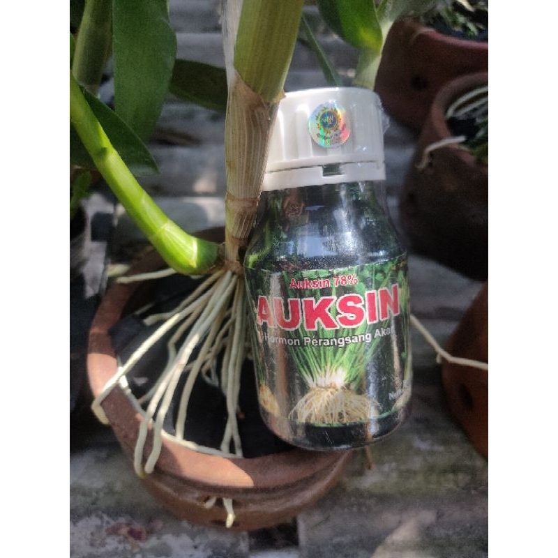 AUKSIN perangsang akar tanaman ( anggrek ) dan tanaman lainnya