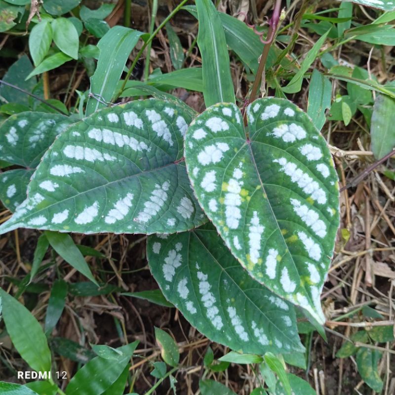 

Daun sirih kraton segar 500 gram petik langsung