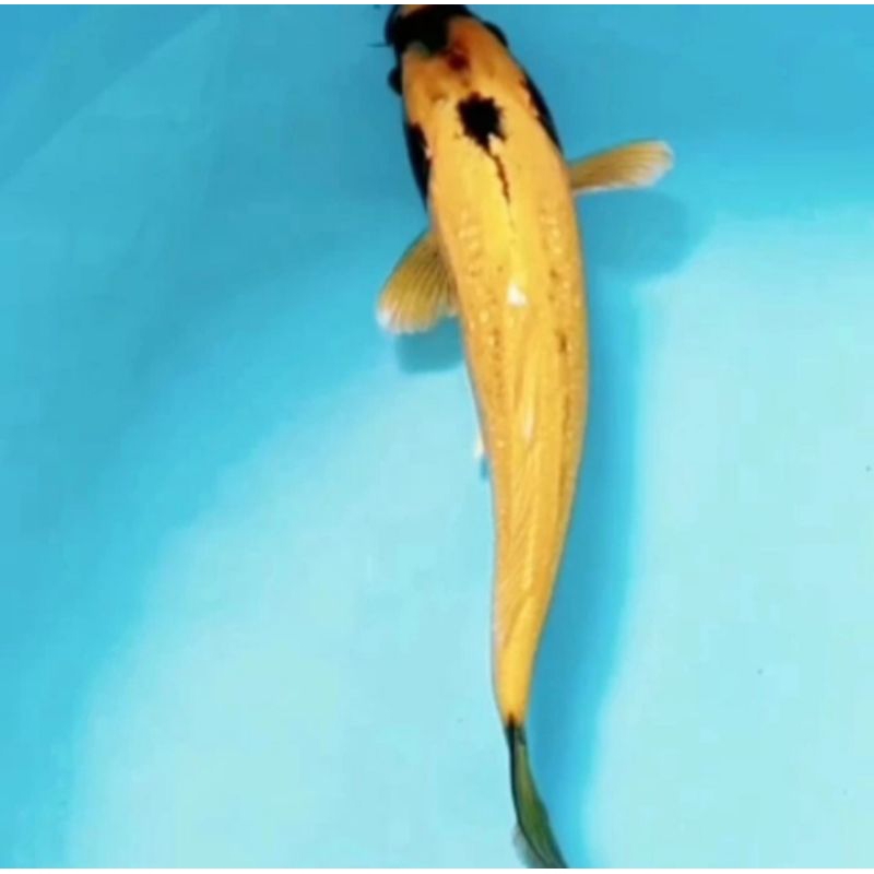 KOI BANANA GRADE A&F1 15CM