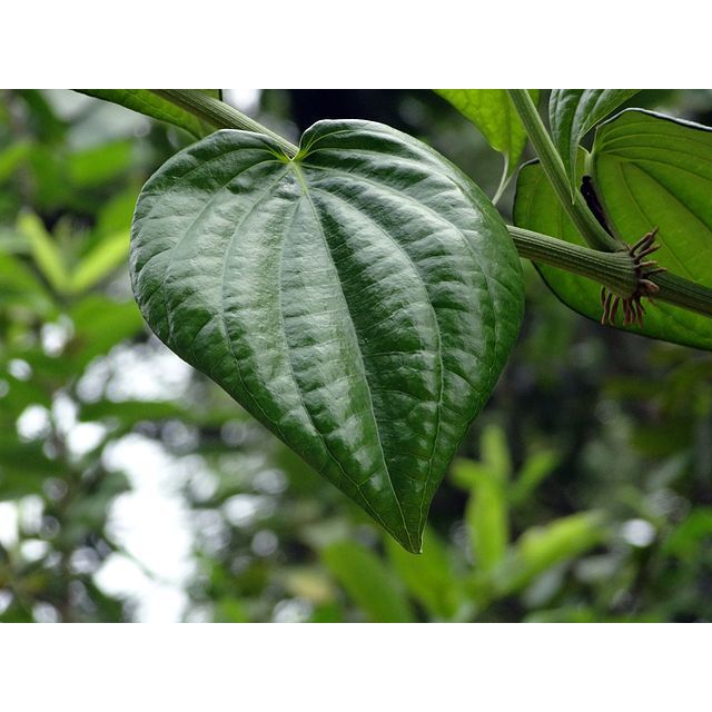 

PROMO DAUN SIRIH | DAUN SIRIH HIJAU SEGAR 100% ORGANIK PERLEMBAR