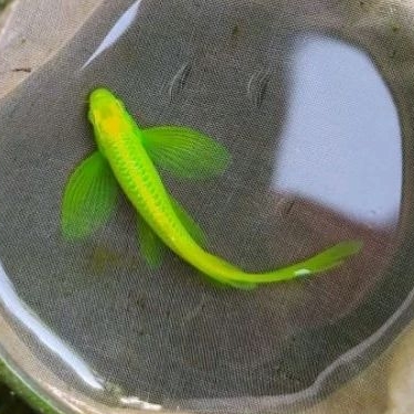 DANIO ZEBRA SLAYER FULL HIJAU menyala ISI 3 psg